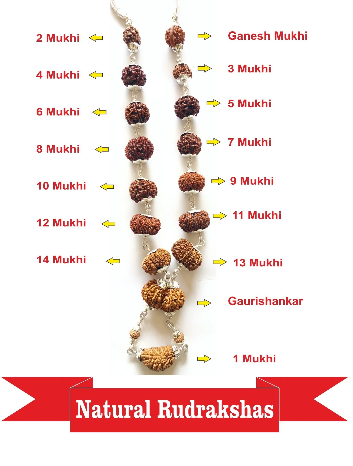 1 - 14 Mukhi Rudraksha Mala (Nepal Origin- Collector Beads) - Image 2