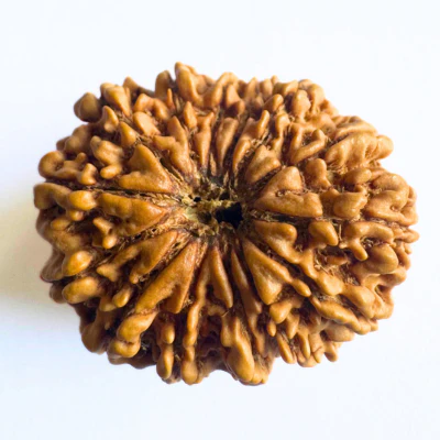 Natural 14 Mukhi/Face Rudraksha (Nepal Origin- 25.00 mm apx)