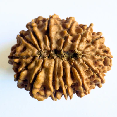 Natural 14 Mukhi/Face Rudraksha (Nepal Origin- 25.00 mm apx) - Image 2