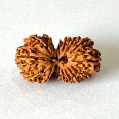 Antique 16 Mukhi Gaurishankar Rudraksha (Nepal Origin- 33.71 MM)