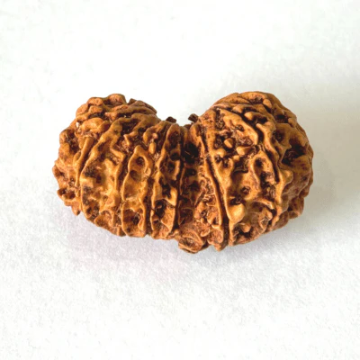 Antique 16 Mukhi Gaurishankar Rudraksha (Nepal Origin- 33.71 MM) - Image 2
