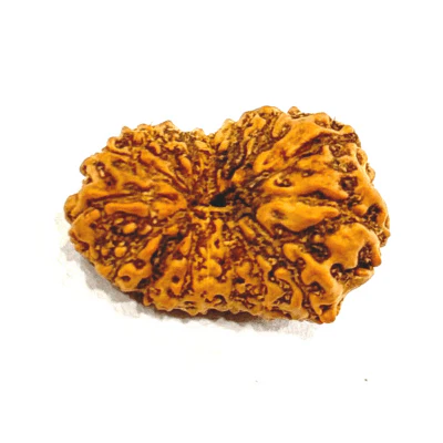 16 Mukhi Rudraksha (Indonesian Origin- 17.00 MM)