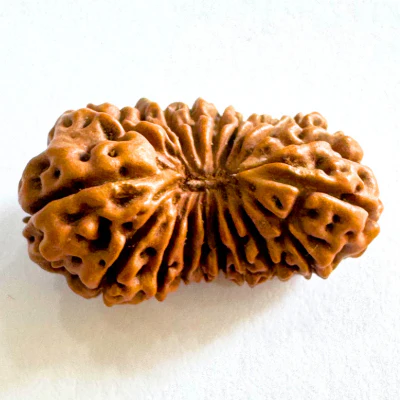 17 Mukhi Rudraksha (Indonesian Origin- 17.05 MM)