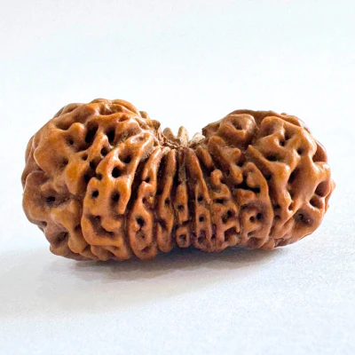 17 Mukhi Rudraksha (Indonesian Origin- 17.05 MM) - Image 2