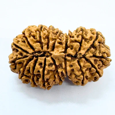 Antique 17 Mukhi Gaurishankar Rudraksha (Nepal Origin- 40.01 MM) - Image 2