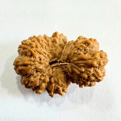 18 Mukhi Rudraksha (Indonesian Origin- 17.53 MM)