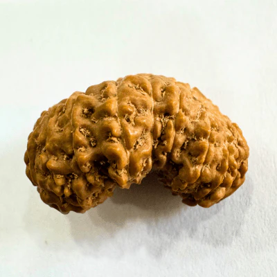 18 Mukhi Rudraksha (Indonesian Origin- 17.53 MM) - Image 2