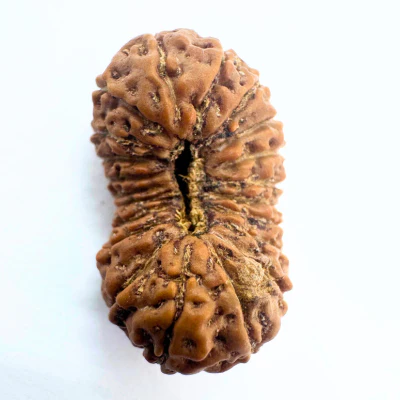 21 Mukhi Rudraksha (Indonesian Origin- 20.00 MM)