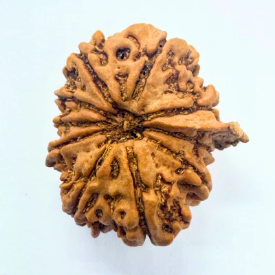 Antique 10 Mukhi Ganesh Rudraksha (Nepal Origin- 25.74 MM | 3.63 Gms) - Image 2
