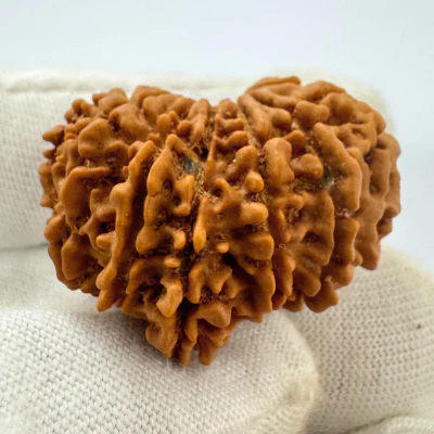Antique 13 Mukhi Ganesh Rudraksha (Nepal Origin- 31.14 MM | 6.30 Gms) - Image 2