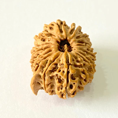 Antique 16 Mukhi with Ganesh Rudraksha (Nepal Origin- 29.29 MM) - Image 2