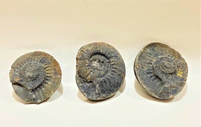 Divy Trishakti Shaligram (955 gm)