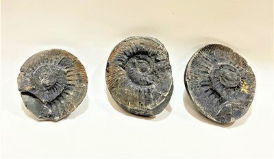Divy Trishakti Shaligram (955 gm) - Image 2