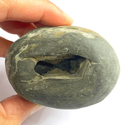 Divya Lakshmi Narsima Shaligram (248 gm)