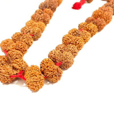 Gaurishankar Rudraksha Kantha (Nepal Origin) - Image 2