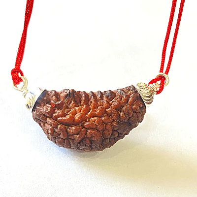 Natural 1 Mukhi Rudraksha (Collector Size) - Image 2