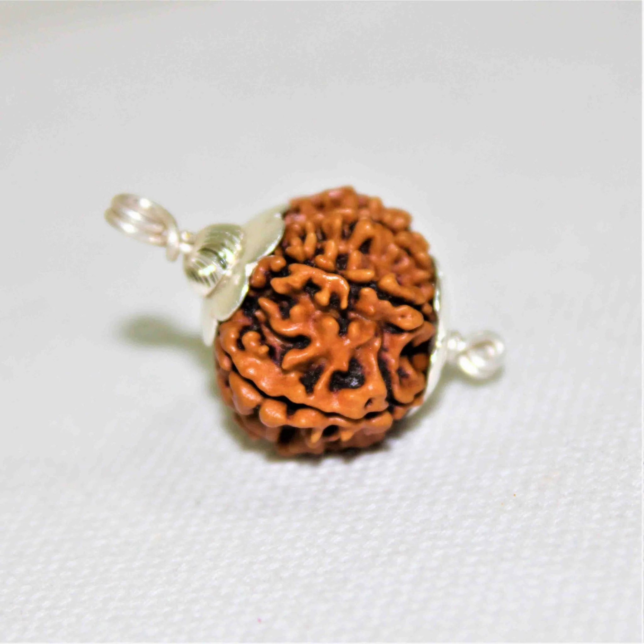 Natural 10 Mukhi/Face Rudraksha (Nepal Origin- Collector Size) - Image 2