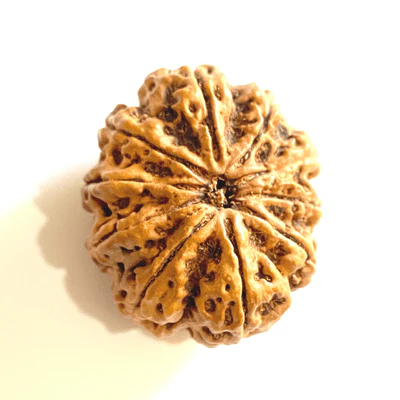 Natural 10 Mukhi Rudraksha (Nepal Origin- Super Collector Size) - Image 2