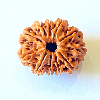 Natural 11 Mukhi Rudraksha (Nepal Origin- Collector Size)