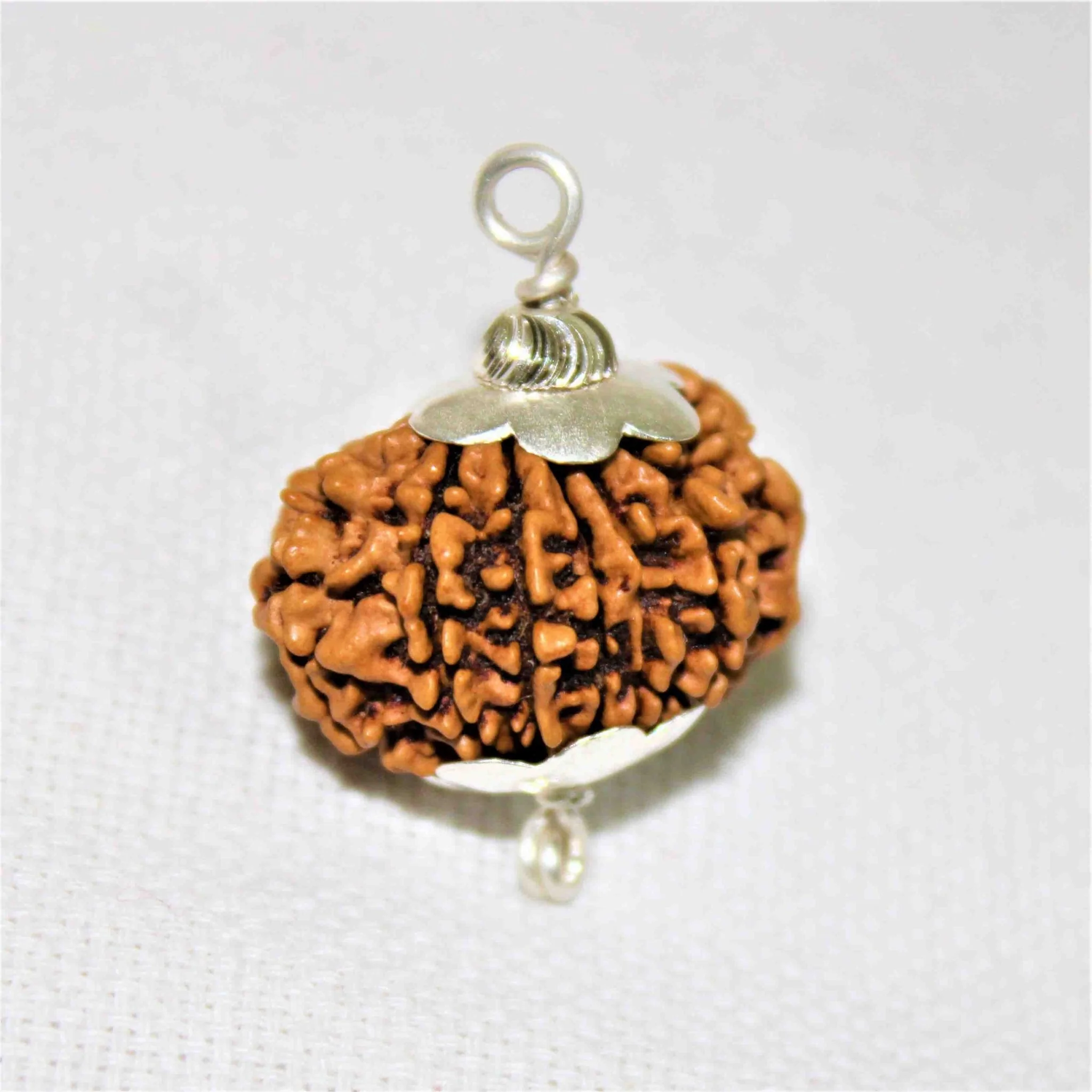 Natural 11 Mukhi Rudraksha (Nepal Origin- Collector Size) - Image 2