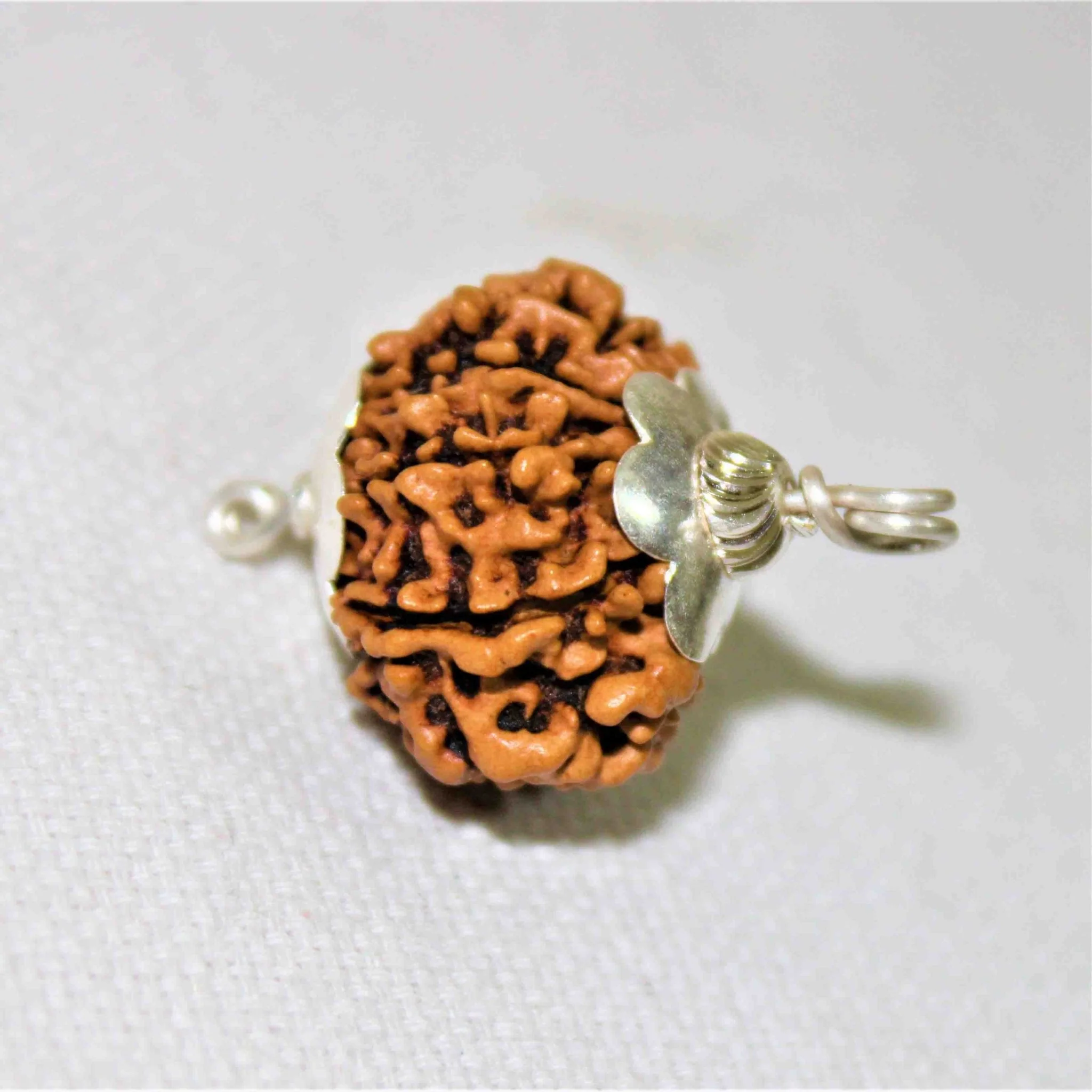 Natural 11 Mukhi Rudraksha (Nepal Origin- Collector Size) - Image 3