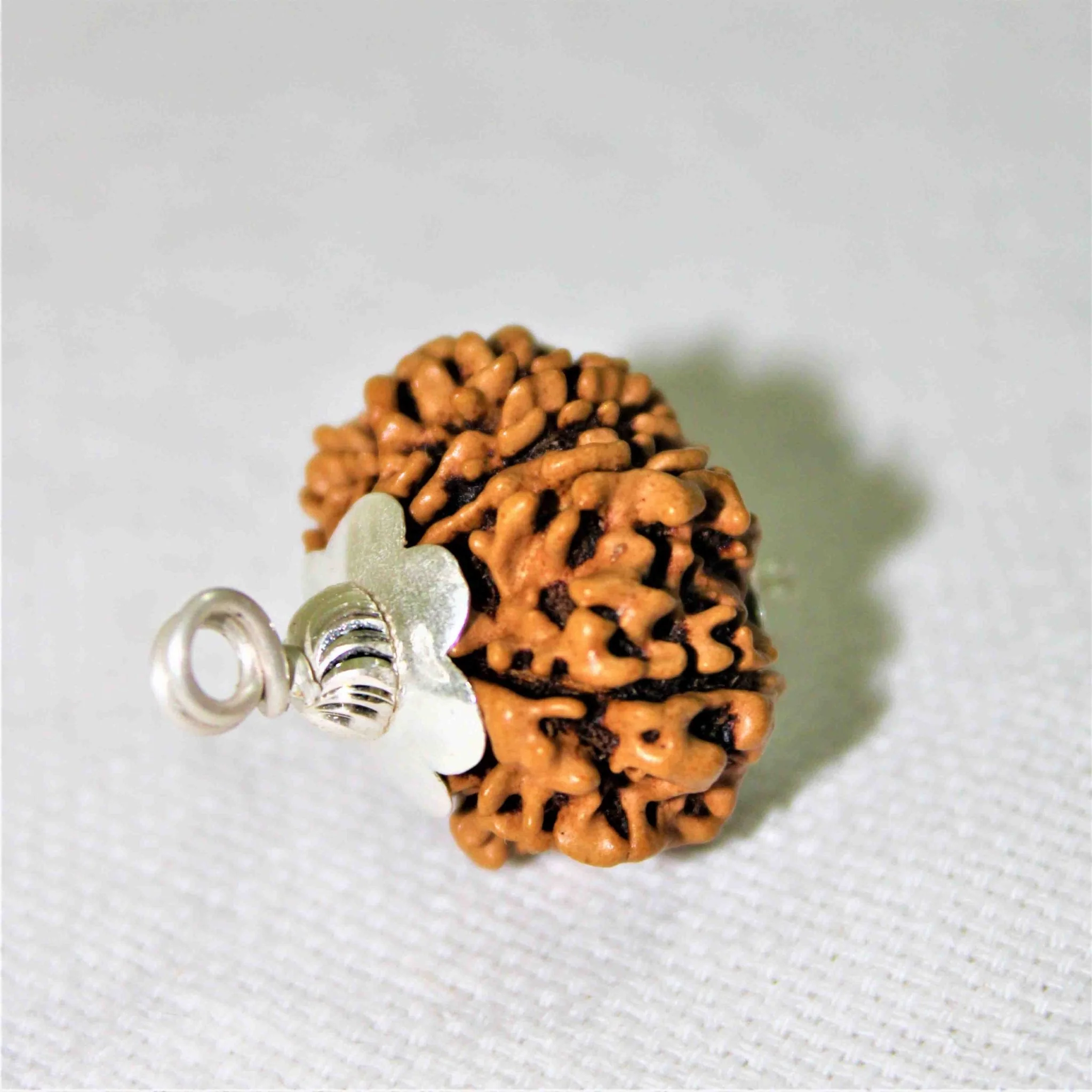 Natural 11 Mukhi Rudraksha (Nepal Origin- Collector Size) - Image 4