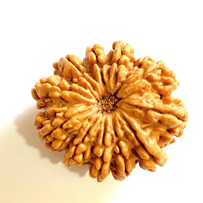 Natural 11 Mukhi Rudraksha (Nepal Origin- Super Collector Size)