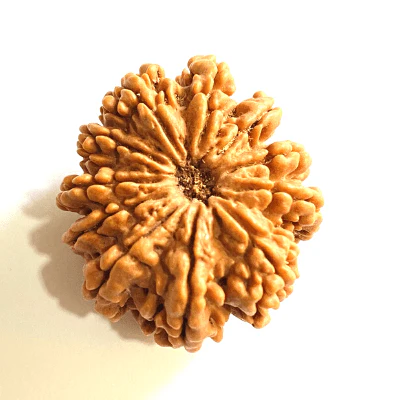 Natural 11 Mukhi Rudraksha (Nepal Origin- Super Collector Size) - Image 2