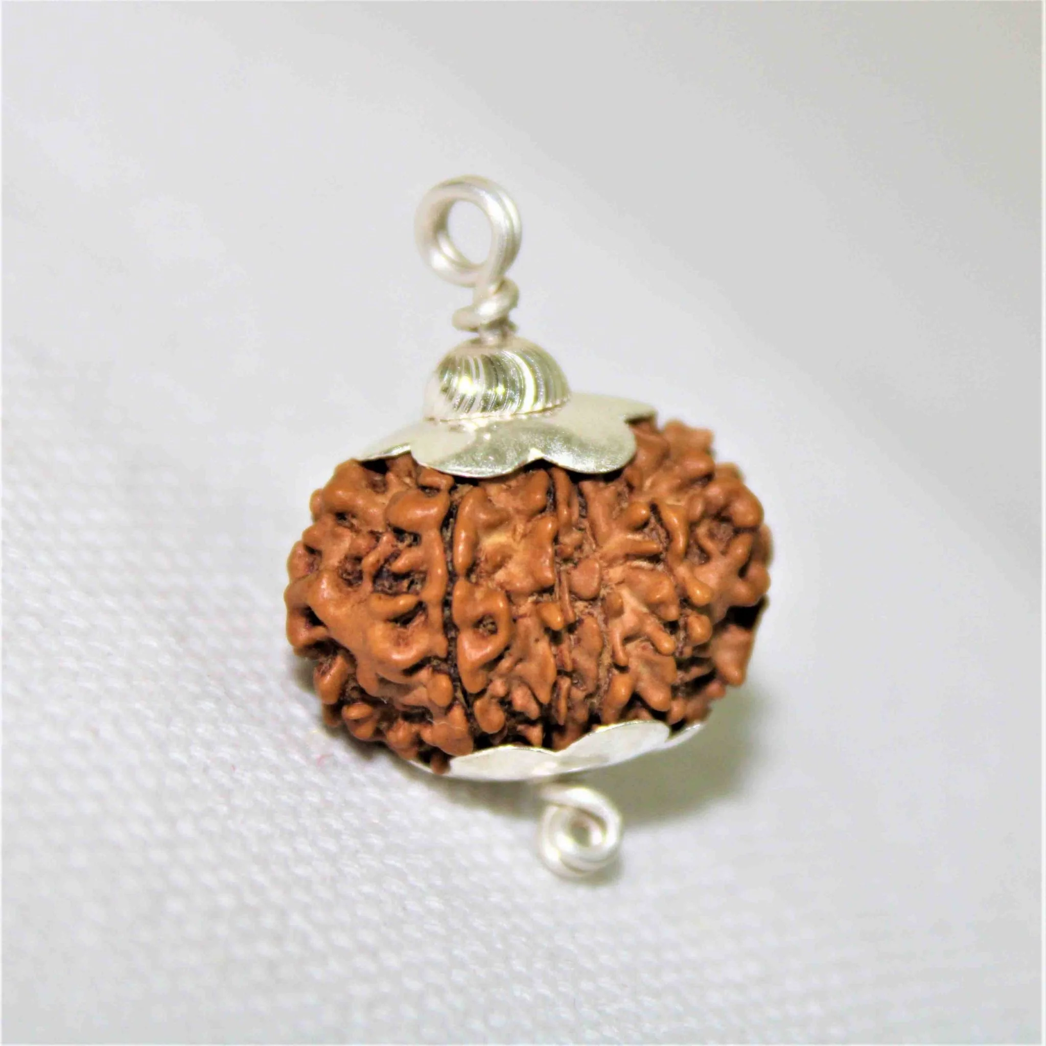 Natural 12 Mukhi/Face Rudraksha (Nepal Origin) - Image 3