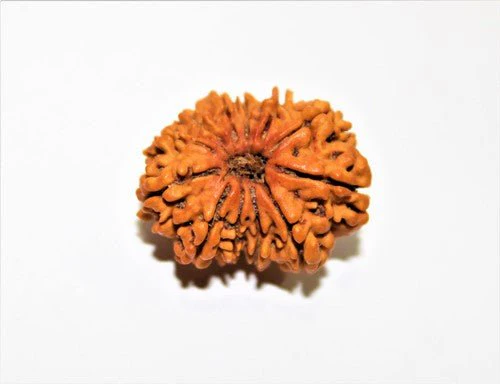 Natural 12 Mukhi/Face Rudraksha (Nepal Origin) - Image 4