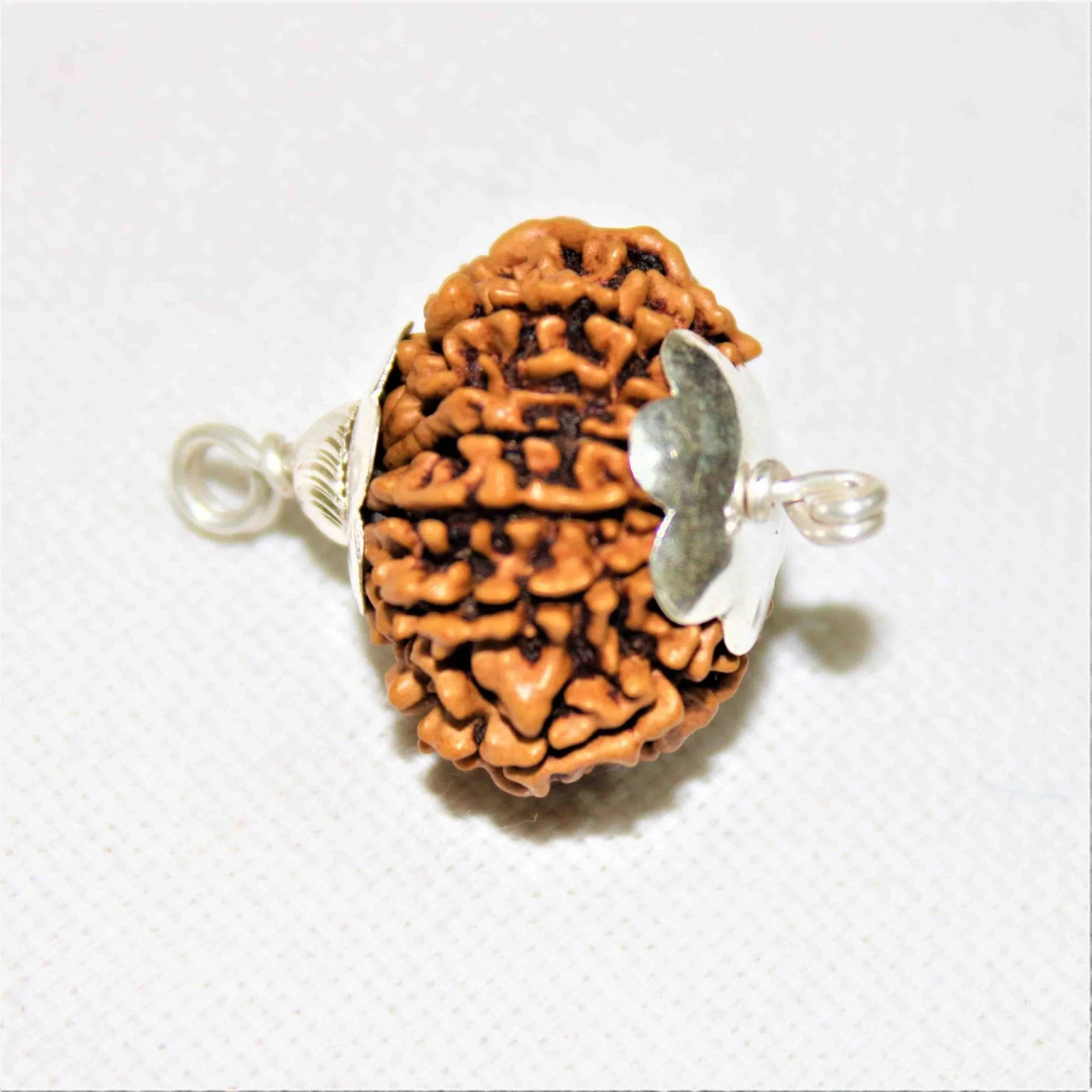 Natural 12 Mukhi Rudraksha (Nepal Origin- Collector Size)