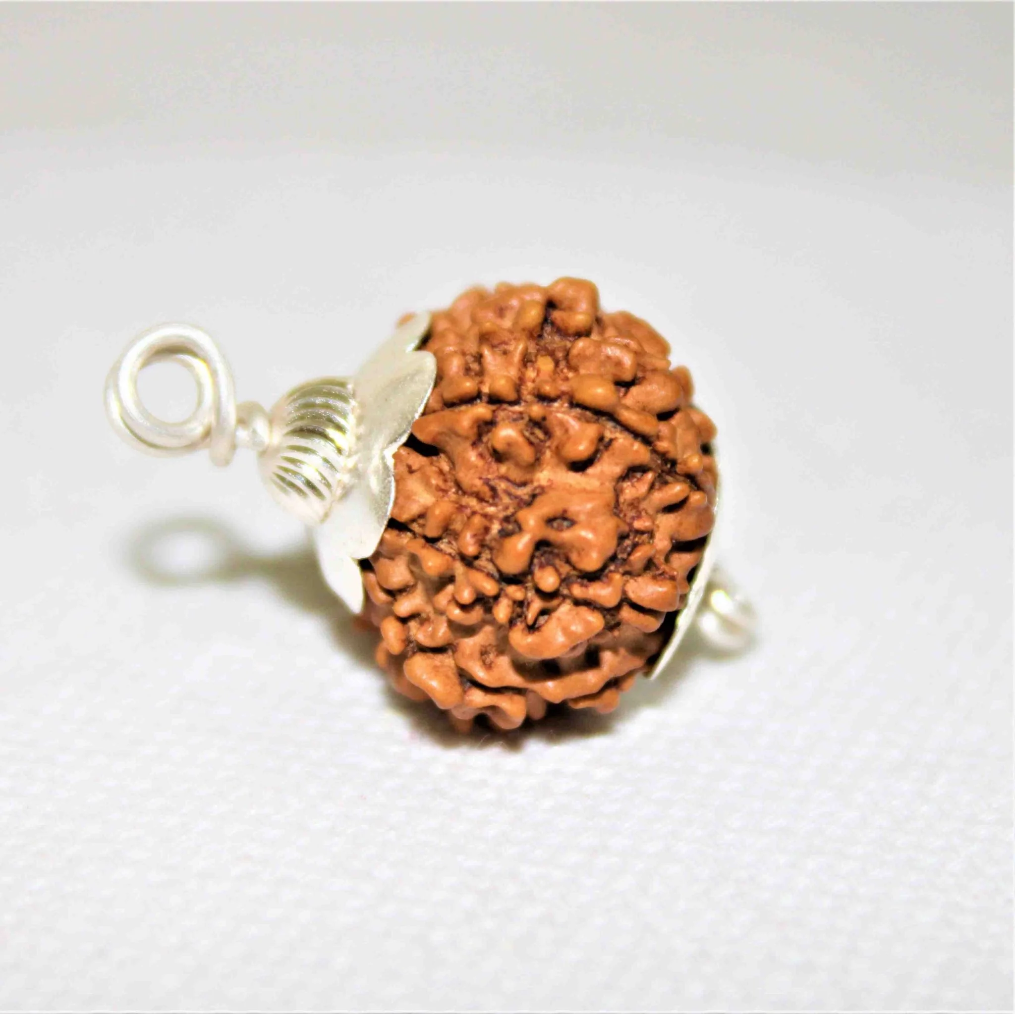 Natural 12 Mukhi Rudraksha (Nepal Origin- Collector Size) - Image 2
