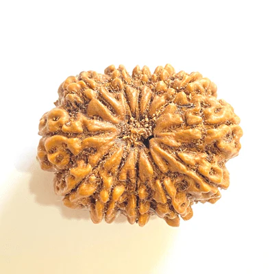 Natural 12 Mukhi/Face Rudraksha (Nepal Origin-Super Collector Size)