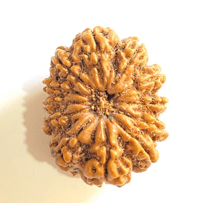 Natural 12 Mukhi/Face Rudraksha (Nepal Origin-Super Collector Size) - Image 2