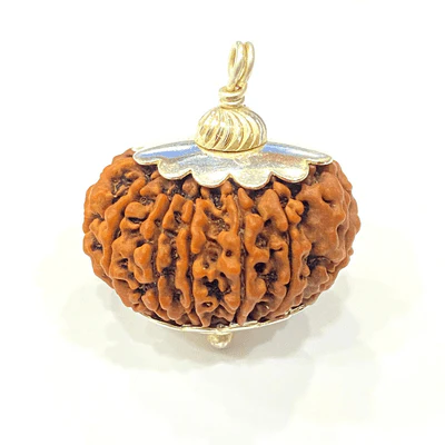 Natural 13 Mukhi/Face Rudraksha (Nepal Origin -Super Collector size) - Image 2