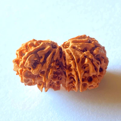 Natural 14 Mukhi Gaurishankar Rudraksha (Nepal Origin) - Image 2