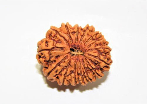 Natural 15 Mukhi Rudraksha (Nepal Origin- 25 mm apx)