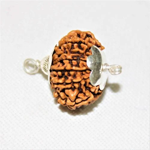 Natural 15 Mukhi Rudraksha (Nepal Origin- 25 mm apx) - Image 2