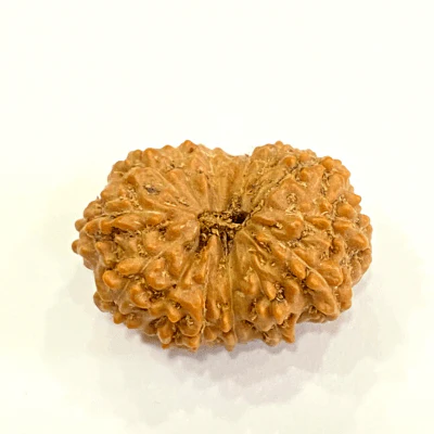 Natural 13 Mukhi Rudraksha (Indonesian Origin)