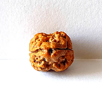 Natural 2 Mukhi Rudraksha (Nepal Origin- small size)