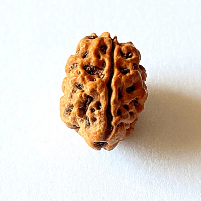 Natural 2 Mukhi Rudraksha (Nepal Origin- small size) - Image 4