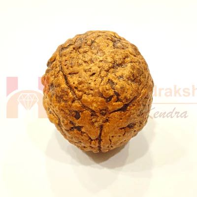 Natural 3 Mukhi Rudraksha (Indonesian Origin- World's Biggest Size) - Image 2