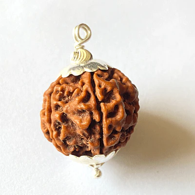 Natural 5 Mukhi Rudraksha (Nepal Origin- Collector Size)