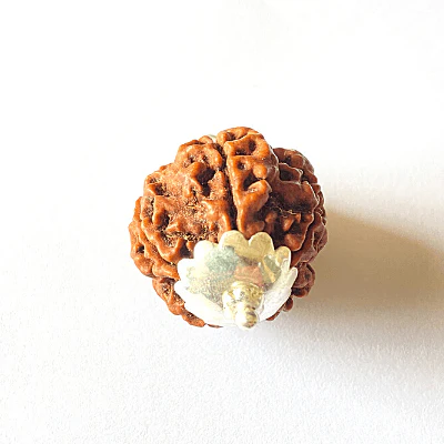 Natural 6 Mukhi Rudraksha (Nepal Origin- Collector Size) - Image 2