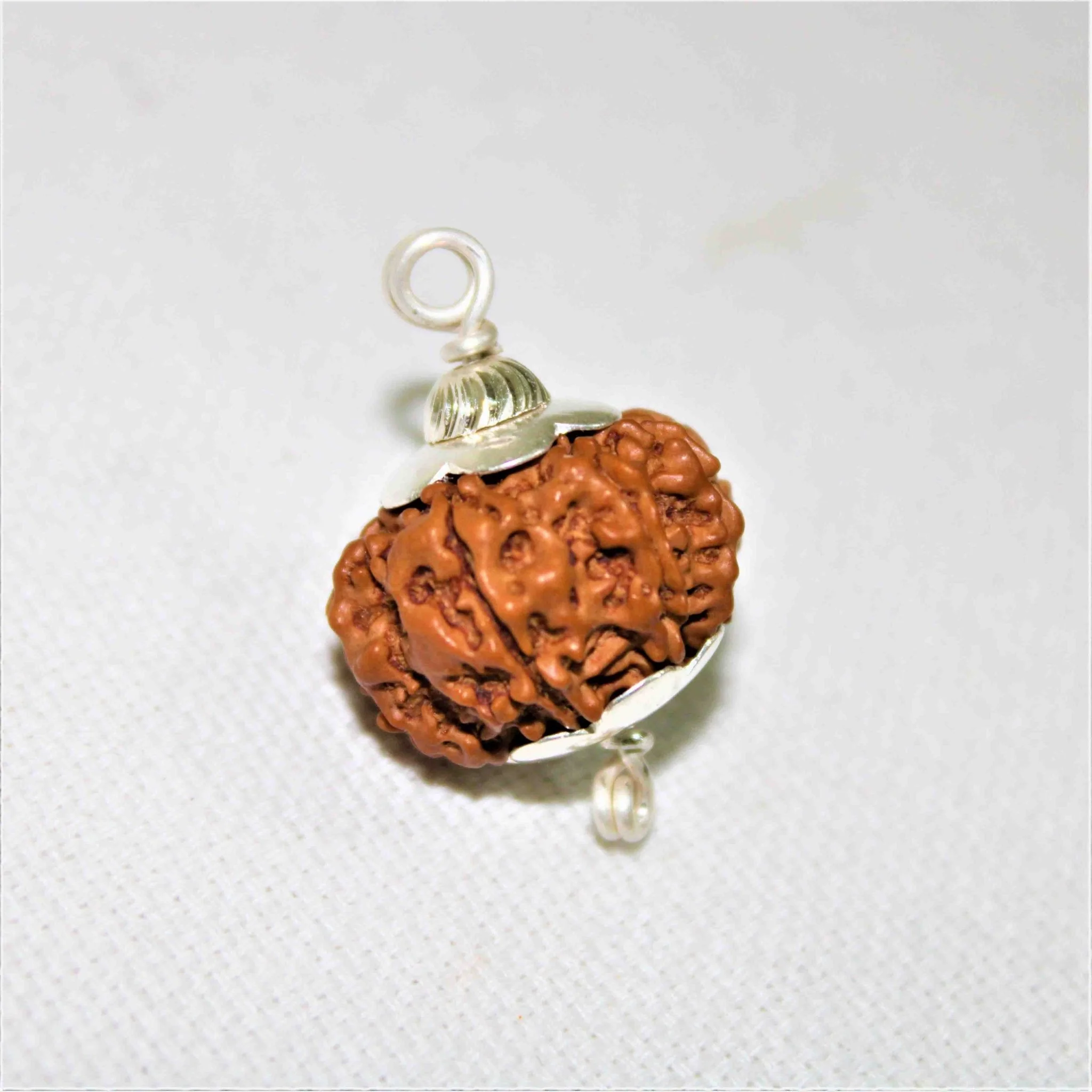 Natural 8 Mukhi/Face Rudraksha (Nepal Origin- Collector Size) - Image 2