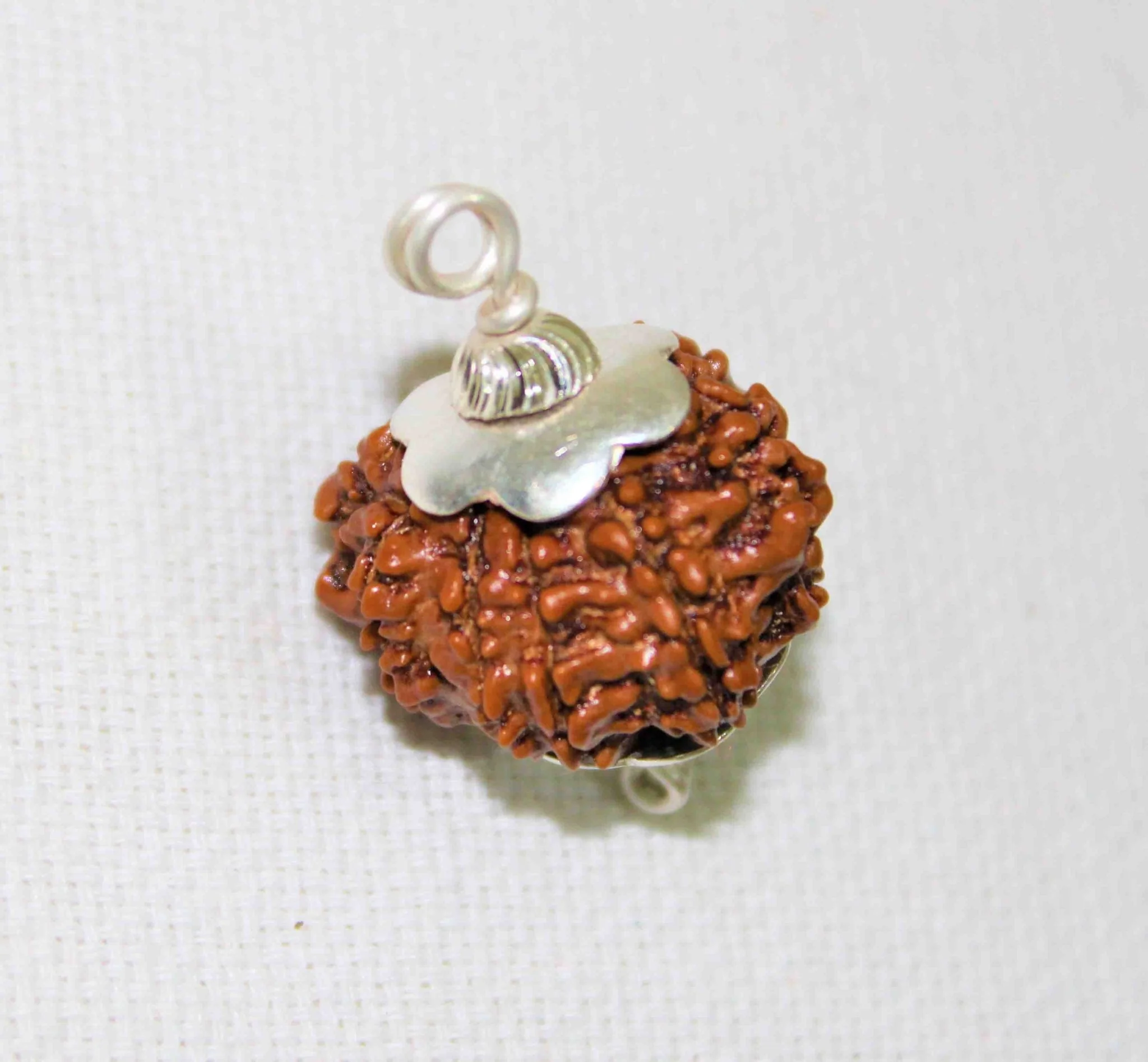 Natural 9 Mukhi/Face Rudraksha (Nepal Origin) - Image 3