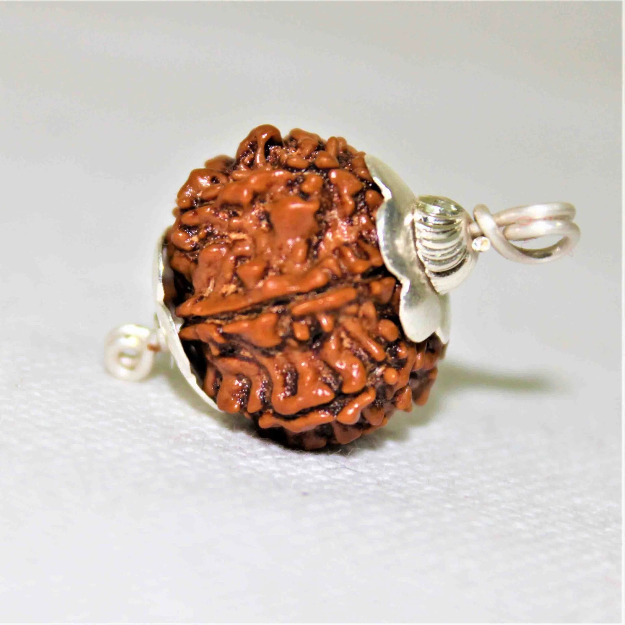 Natural 9 Mukhi/Face Rudraksha (Nepal Origin- Collector Size)