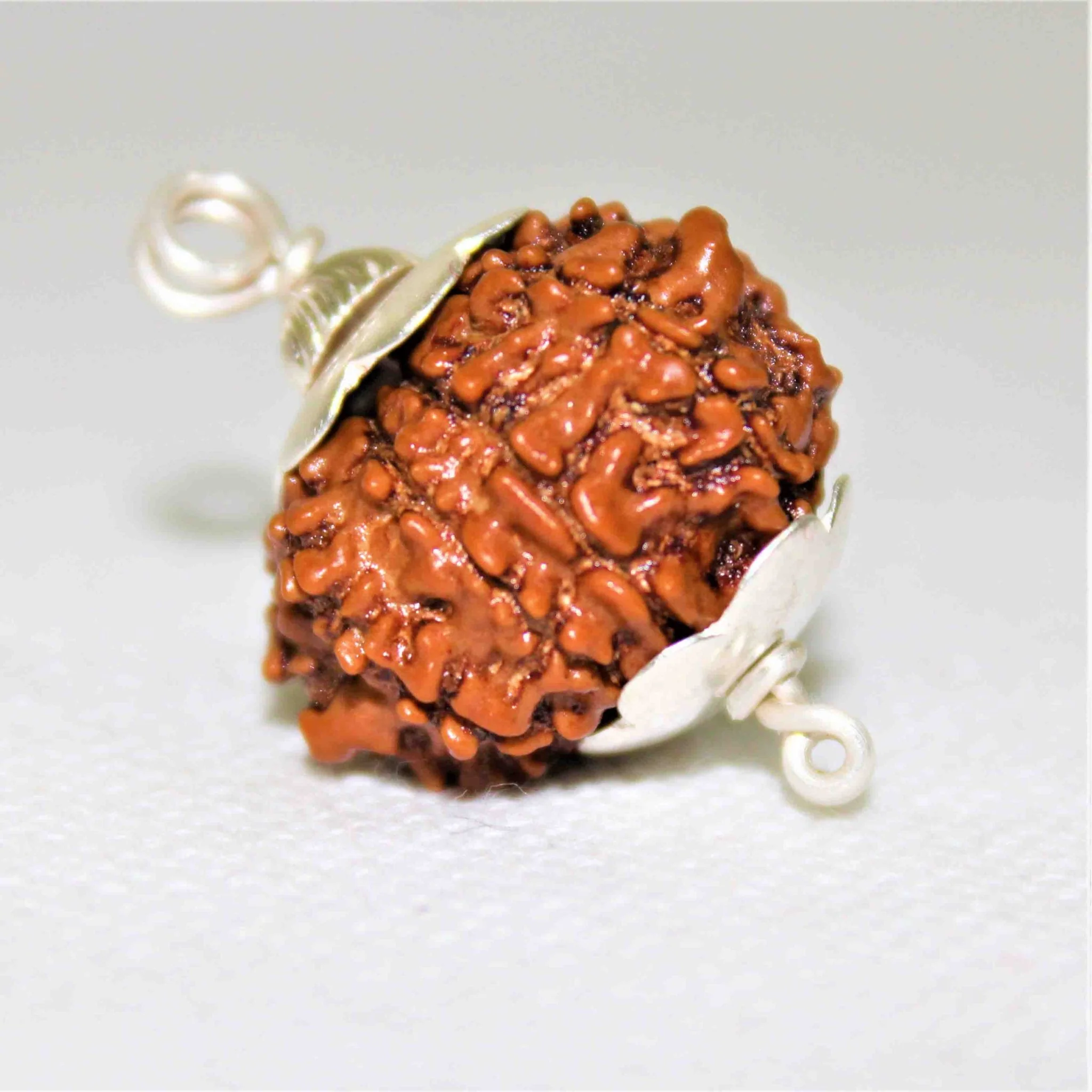 Natural 9 Mukhi/Face Rudraksha (Nepal Origin- Collector Size) - Image 3