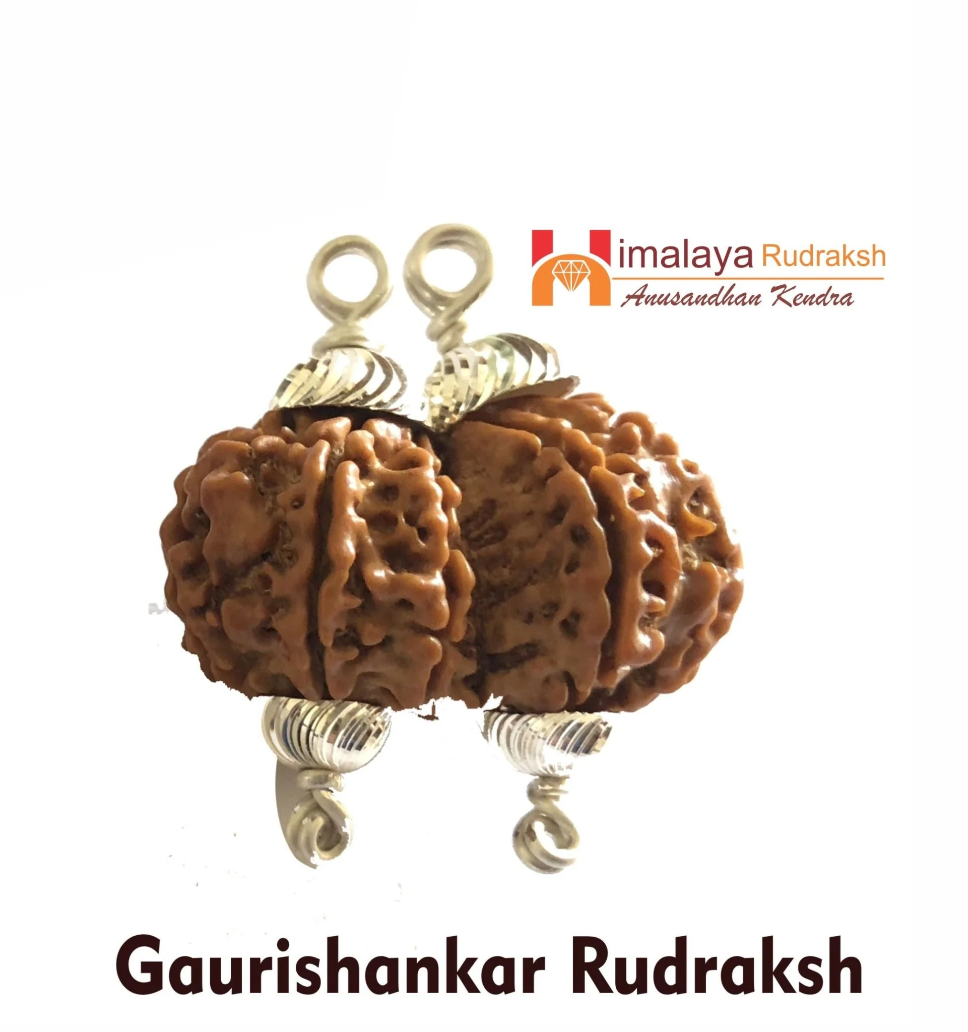 Natural Gaurishankar Rudraksha (Nepal Origin)