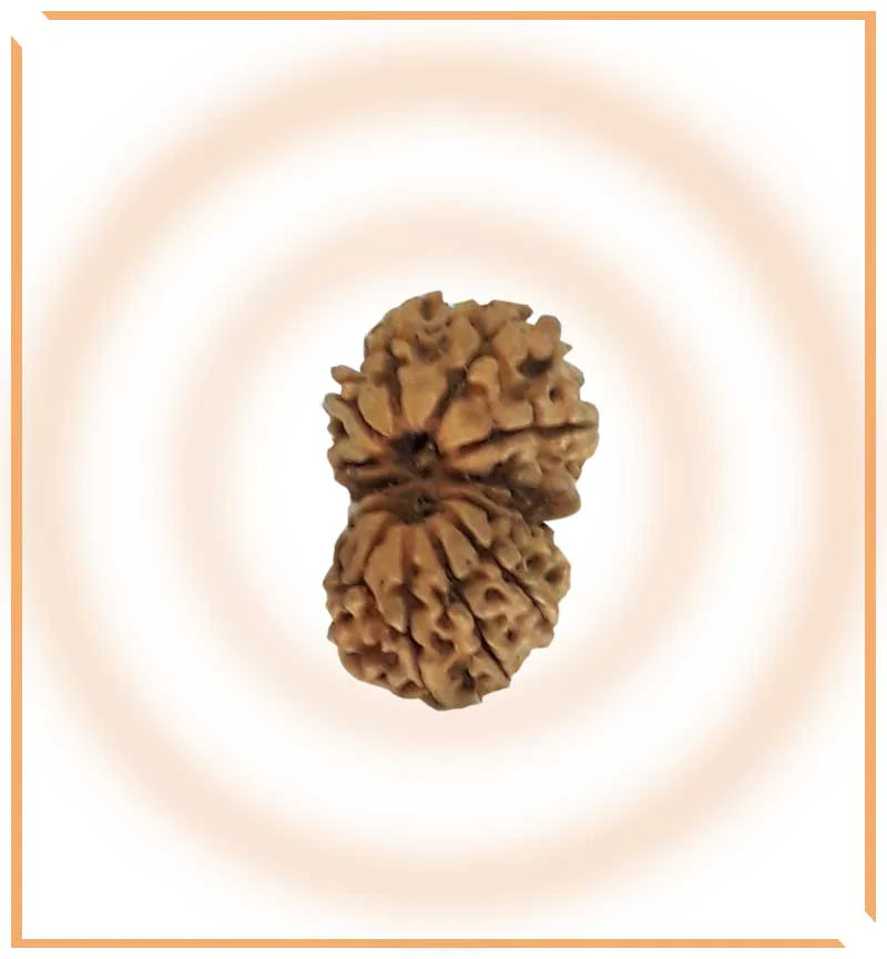 Natural Gaurishankar Rudraksha (Nepal Origin - Collector Size) - Image 3